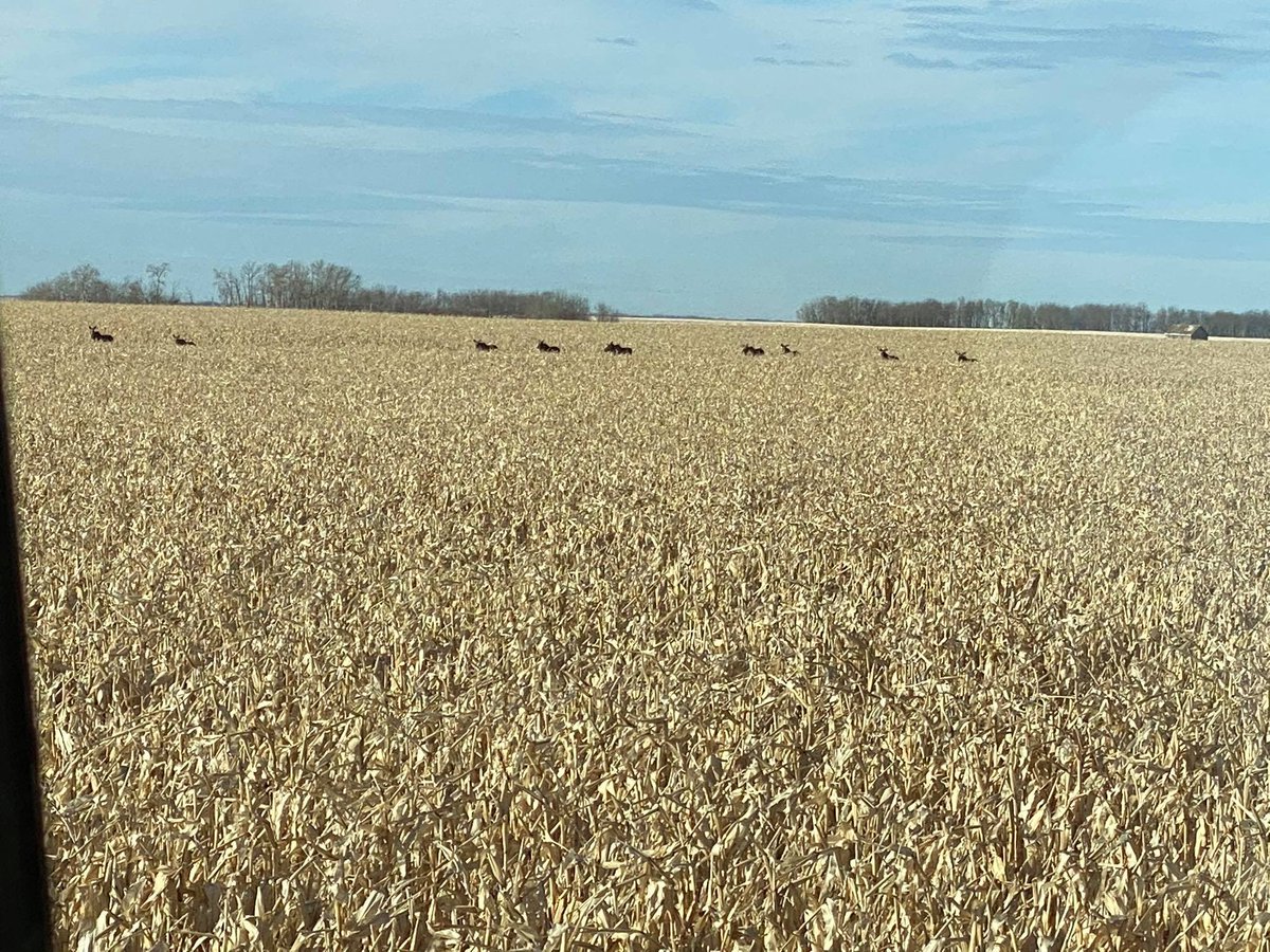 FarmLynch's tweet photo. This morning they gathered for brunch. It’s not a competition guys... #mooseontheloose #cdnag https://t.co/hCgIXmIU31