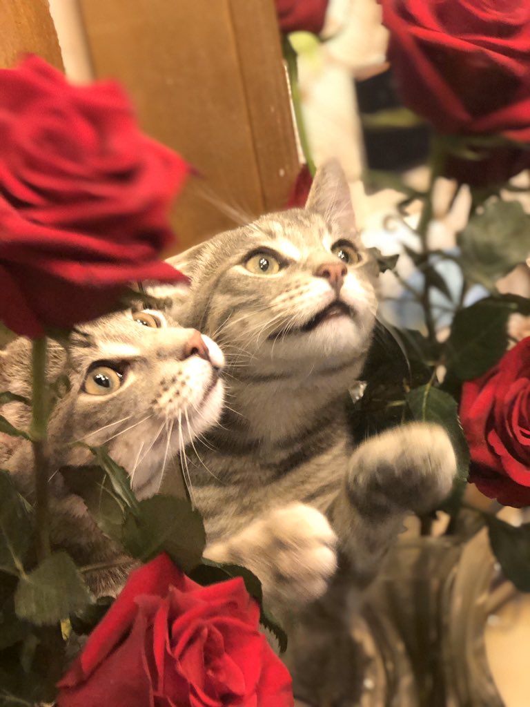 KittyKittay's tweet photo. @johnpavlovitz Stop & smell the roses! #MakeGoodnessTrend https://t.co/56TXuh3Jc0