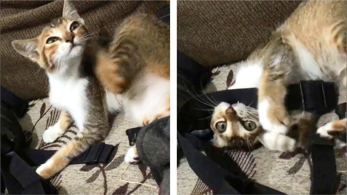 MeowMoeDotCom's tweet photo. Active #Kitten Loves To Bite And ...
#Cats #Cat #Kittens #Kitten #Kitty #Pets #Pet #Meow #Moe #CuteCats #CuteCat #CuteKittens #CuteKitten #MeowMoe
#ActiveCat #ActiveKitten #AnakKucing #Cat #CatAttack #CatAttacking #CatFighting
https://t.co/k2xLy52uof
. https://t.co/obdmOcDMTo
