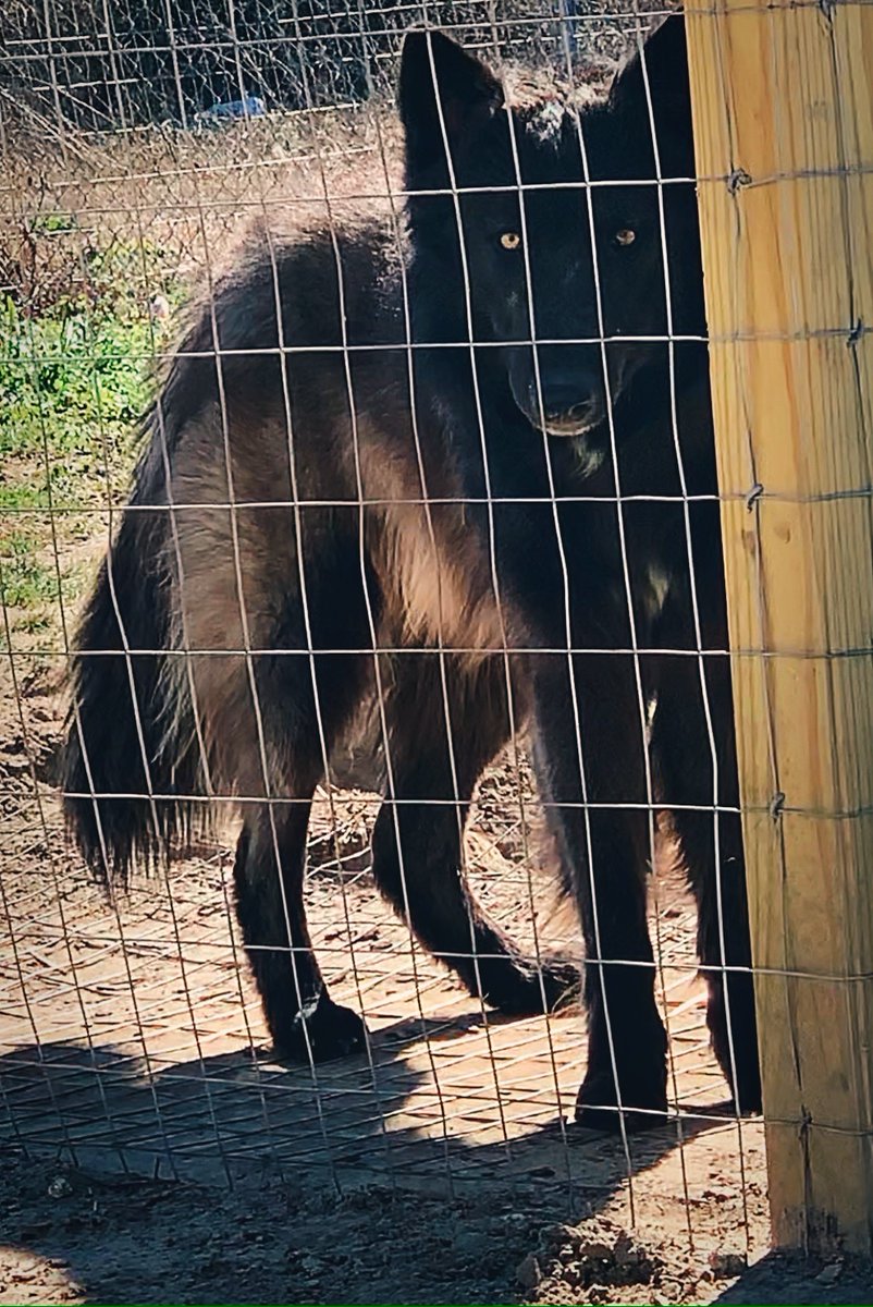 LyulphHexham's tweet photo. My LC content wolfdog Lyulph❤️ he’s such a sweetheart #wolfdog #wolfdoglove https://t.co/qXdbT2Gll0