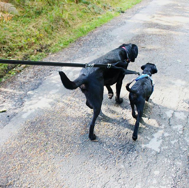 mountainpawsuk's tweet photo. ‘It’s so much more friendly with two’ so said Winnie The Pooh. The Double Dog Lead is the answer when you’re taking two dogs out walking - currently on offer at @mountainpawsuk 🙌
#twodogs #dogwalksofinstagram #dogsofinstagram #blacklabsofinstagram https://t.co/FMdHGRsLIu https://t.co/b1R9duRtu6