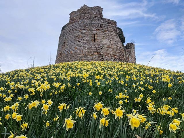 The daffodils are out in full force at the Hawarden Old Castle, perfect timing for our Estate Open Day this Sunday! 🏰 Who's coming? ift.tt/2THPv7H