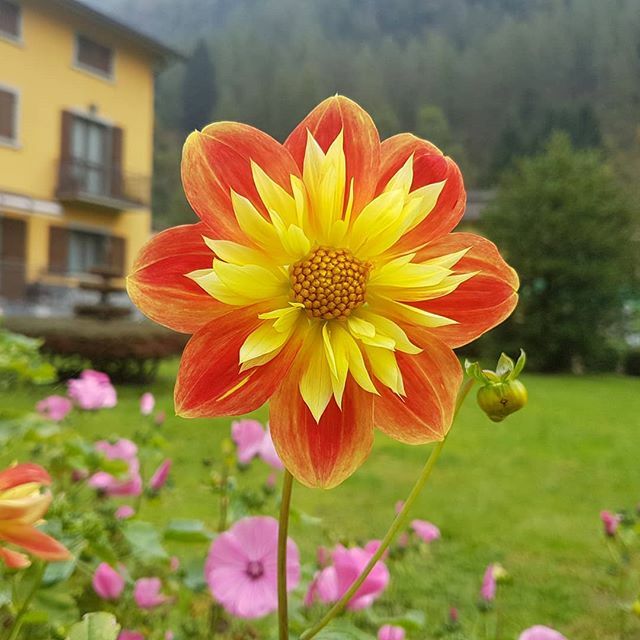 TheBuskeeper's tweet photo. #flowerpowerchallenge 💮 in questo momento difficile per tutti, vorrei dar vita alle nostre bacheche e storie con i fiori della primavera, che rappresentano la rinascita, il nuovo inizio, il risveglio della natura. Pensiamo in positivo ad una nuova ri… https://t.co/nDHzz9Yl2m https://t.co/nMOZ5vmznH