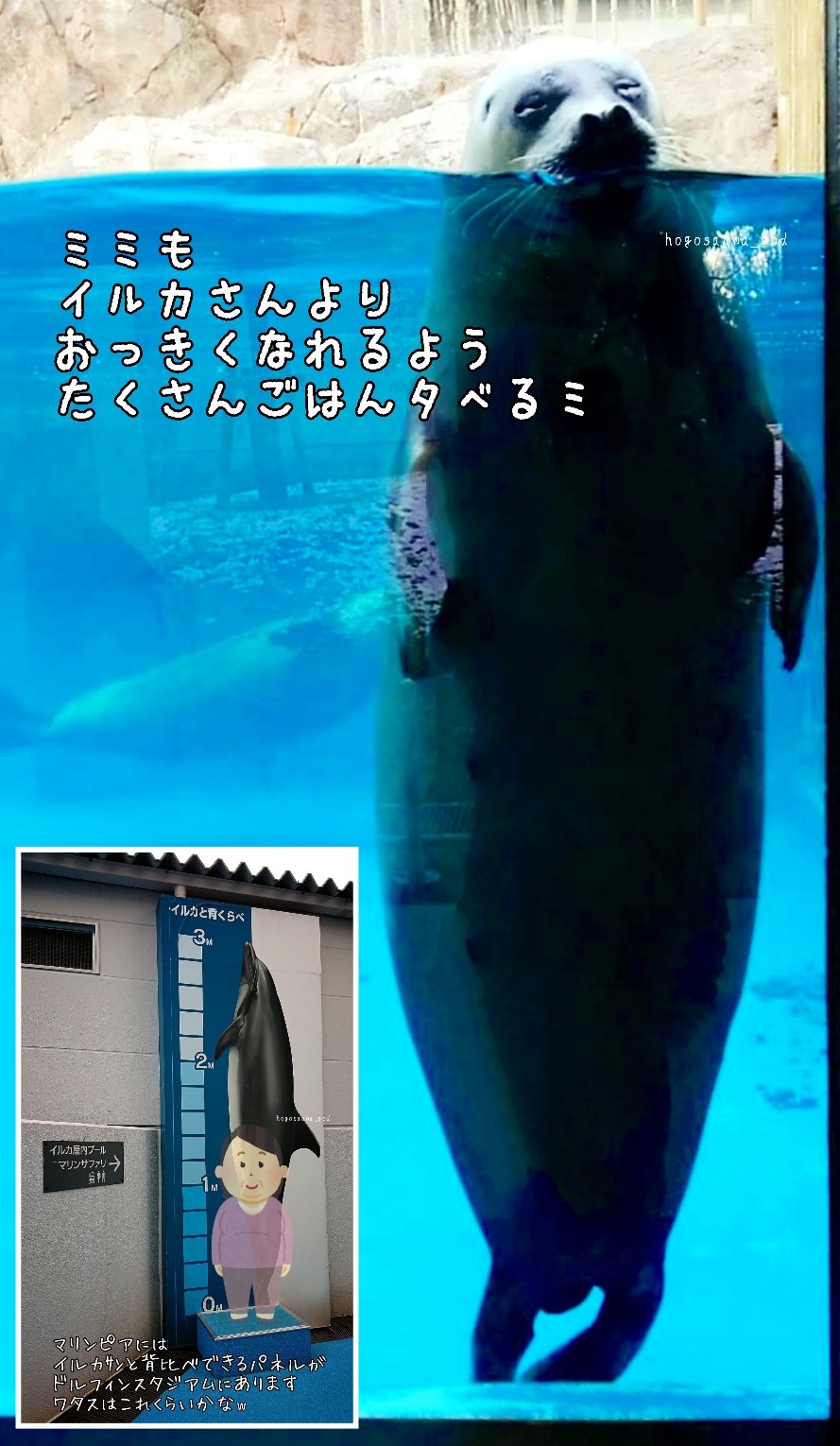 ゾウアザラシMサイズ キタゾウアザラシ 3Dモデル - ダウンロード 海洋哺乳類 on