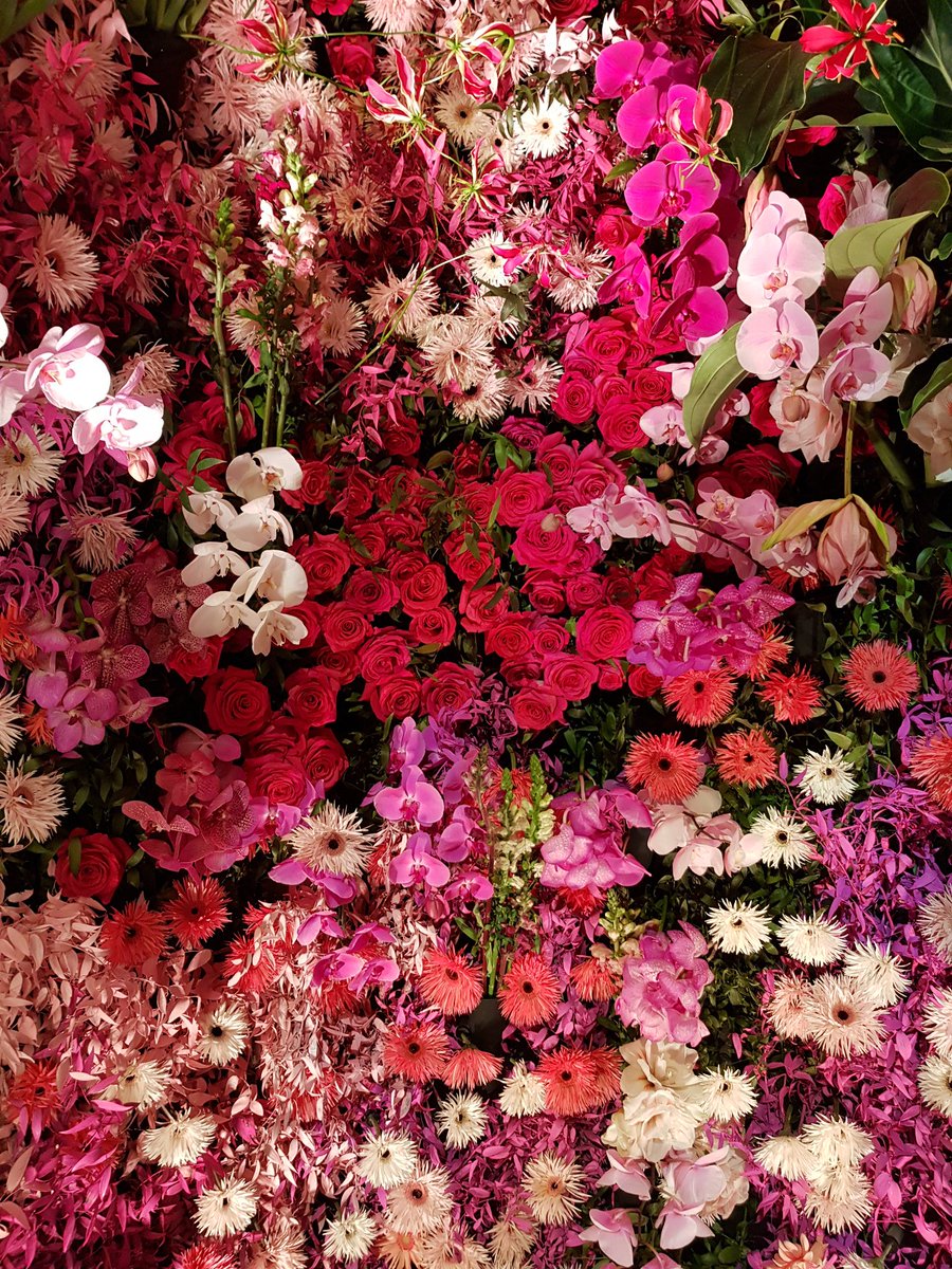 Wat bloemen doen... #aroseisarose