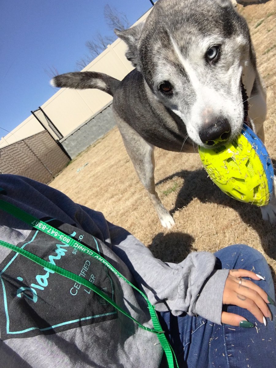 InnAtBaxterVet's tweet photo. Forrest &amp; Mocha having a good time in boarding here at The Inn at Baxter Vet 🐾❤️ https://t.co/Skv93NGd8X