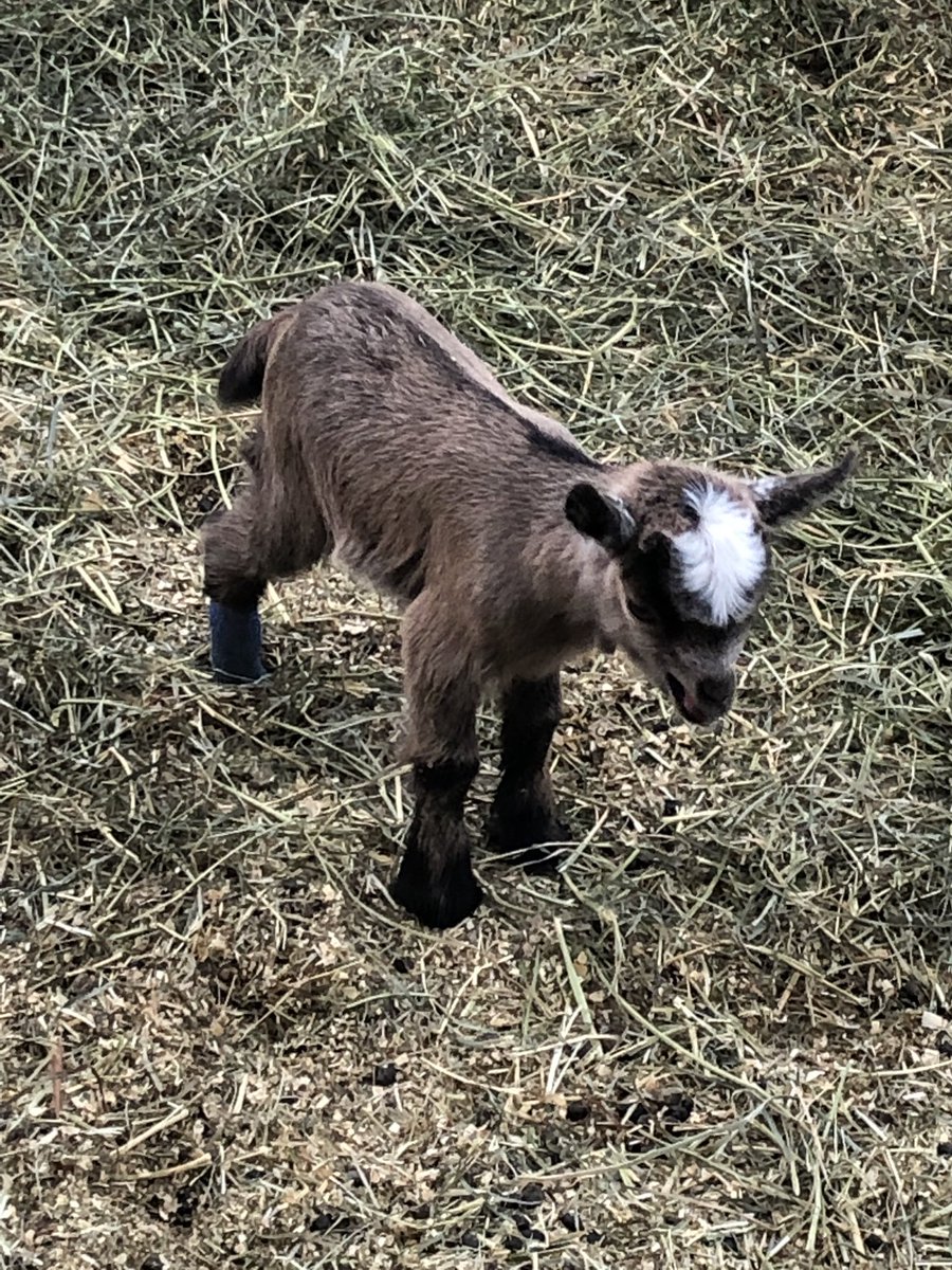 CollegeavenueSS's tweet photo. Wellness Wednesday starts with...
Checking in our twins 🐐 🐐
Looking for a few suggestions for goat names????@collegeavenuess #lookingfornames #celebratingeveryday #SHSM #ThisIsCASS https://t.co/JciLYOYYaD