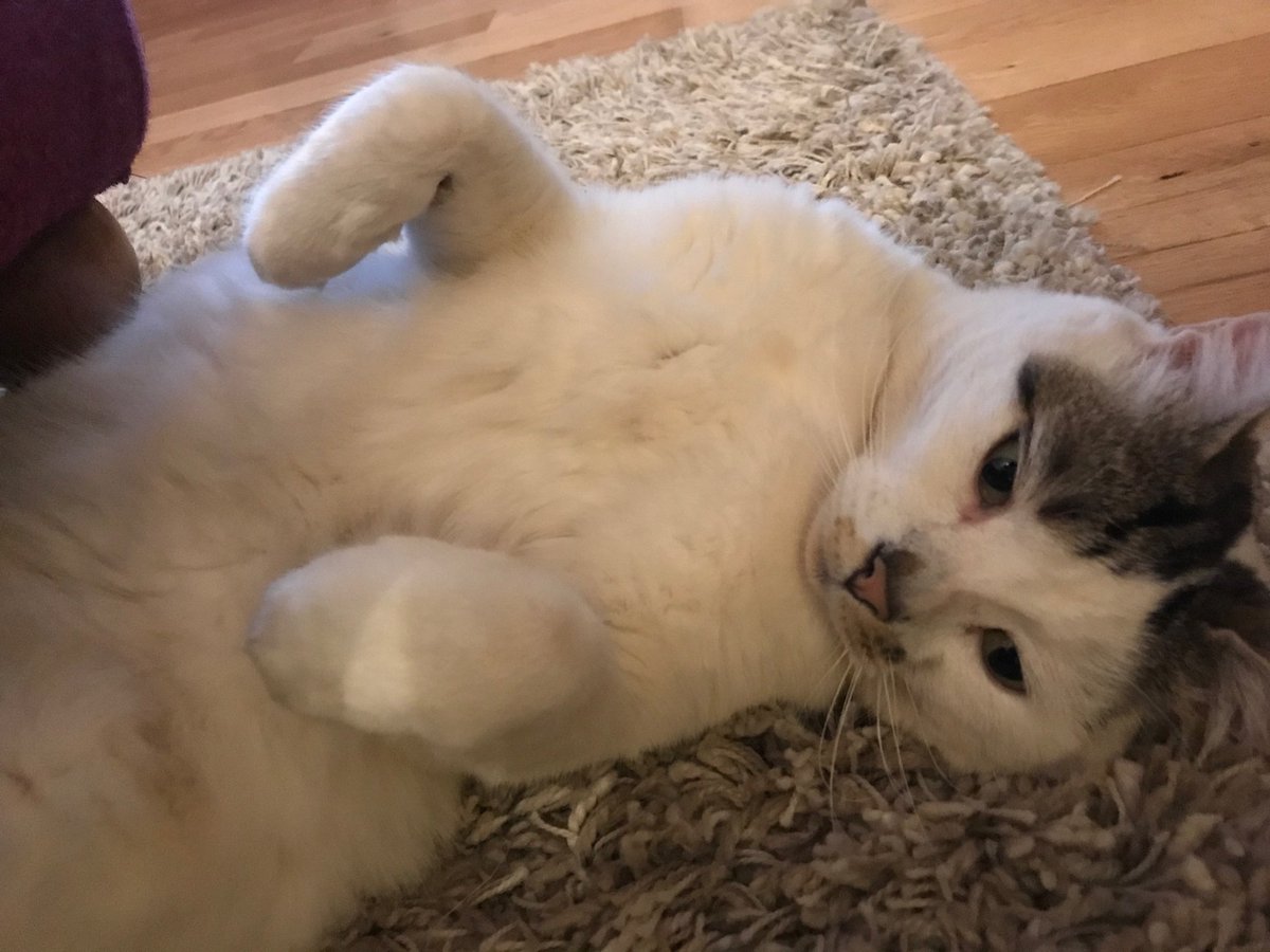VickiMMB's tweet photo. @rickygervais Feel your sadness 😢 Our very own Ollie Bear got killed in a hit &amp; run last week, we are all devastated. RIP Olllies ❤️ https://t.co/96zAIDcVhT