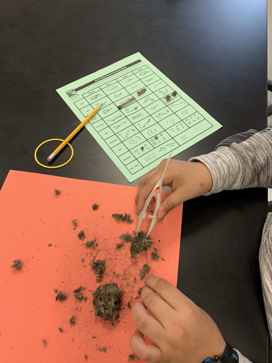 StrykerScience's tweet photo. Boys in STEM Club exploring Owl Pellets today to review structures and functions, food webs, and interdependence! Girlstart girls are next up after Spring Break! #limitlesscuriosity #HBEscience #AfterSchoolAdventures https://t.co/BoLeK49PQJ