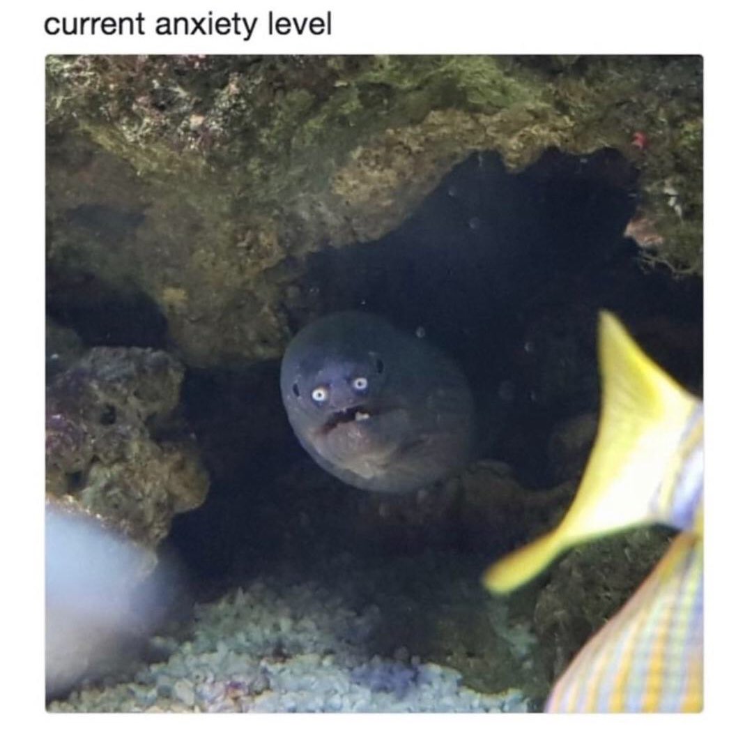 SeafoodStudy's tweet photo. Interested in scientific research but nervous about #COVID19 ?
Have no fear the @SeafoodStudy is here, it’s an entirely online study so you can self isolate in peace and still make a significant scientific contribution.
Sign up here: https://t.co/tfEc689and https://t.co/Jd8Rc3TM8v