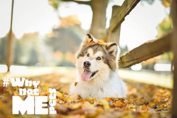 citydogmagazine's tweet photo. CityDog Unleashed | Special Wellness and #WhynotMEpets Edition: Dental tips for dogs, take a bite out of fleas, COVID-19 and your canine, adoptable #WhynotMEpets, and more! https://t.co/m3CXTfMuAE https://t.co/tPGMksnI5w