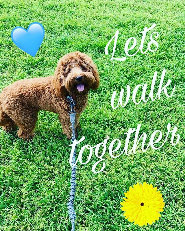 GameTimeDog's tweet photo. What a BEAUTIFUL DAY for a walk with a friend! 🐶🐾 Get some sunshine in this afternoon, y’all! ☀️ #letswalktogether #sunnydays☀️ #gametimedogservices #512dogs #austintx #feelingpawsome #goldendoodle #pawsitivevibes #dogwalker #lovemyjob💕 https://t.co/0P6Tm554i8 https://t.co/C8vs6mD4u7