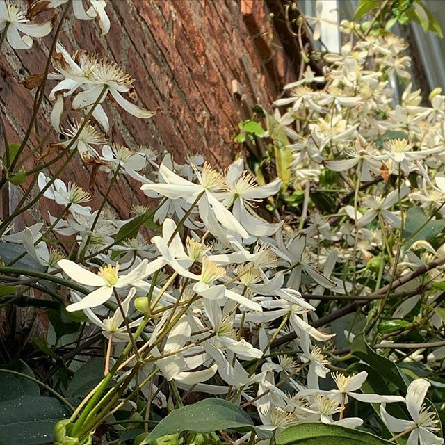 fieldandbloom's tweet photo. This evergreen clematis puts on a lovely show in March. It’s a bit unruly but can cope with hacking back after flowering. Never tried it as a cut flower. Would be interested to know if anyone else has. 
#springflowers #springfloweringclimber #clematis #e… https://t.co/cqrJaJGqWa https://t.co/bmuq8sD1Y0