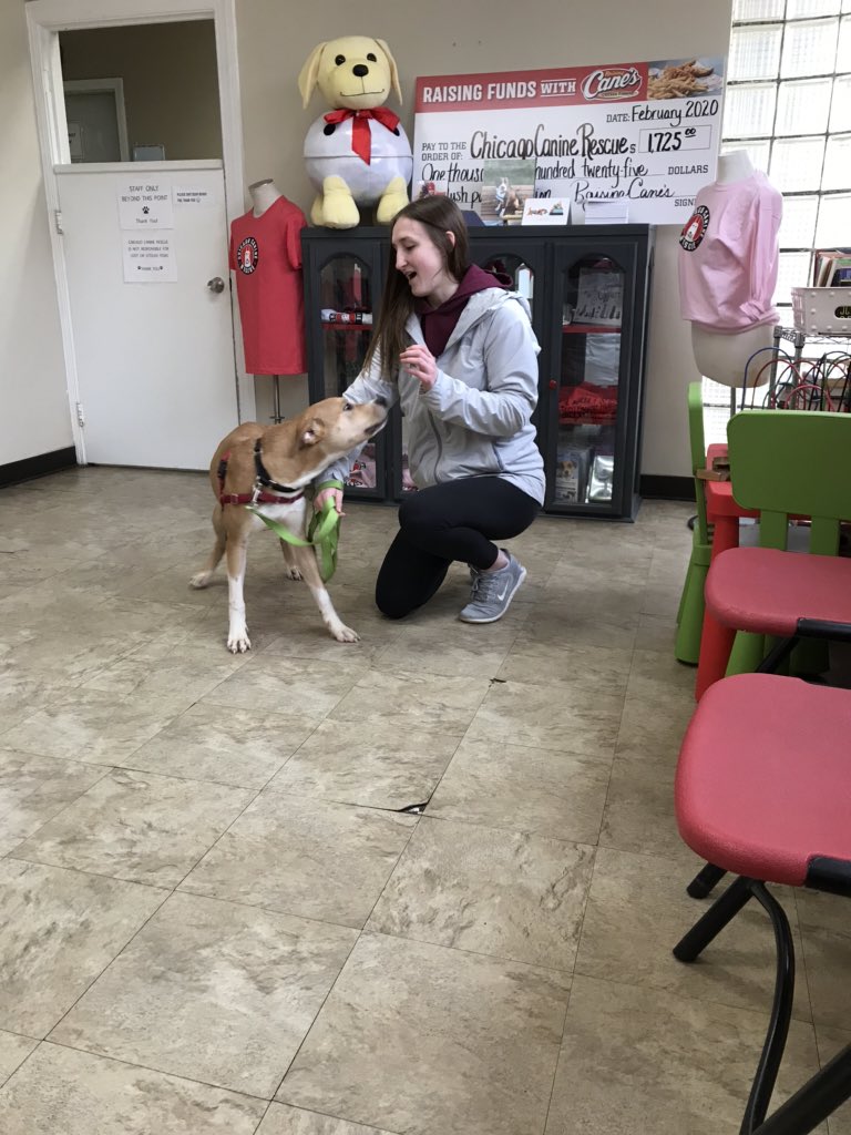 DJKMDiv's tweet photo. Day 3 of local spring break service brought us to Chicago Canine Rescue. SXU students &amp; staff members had a blast showing love to shelter dogs &amp; taking them on walks around the neighborhood. Thank you to @CCR_pups for your hospitality &amp; your important work!

#WeAreSXU
#SXUserves https://t.co/u8WbsLIorl