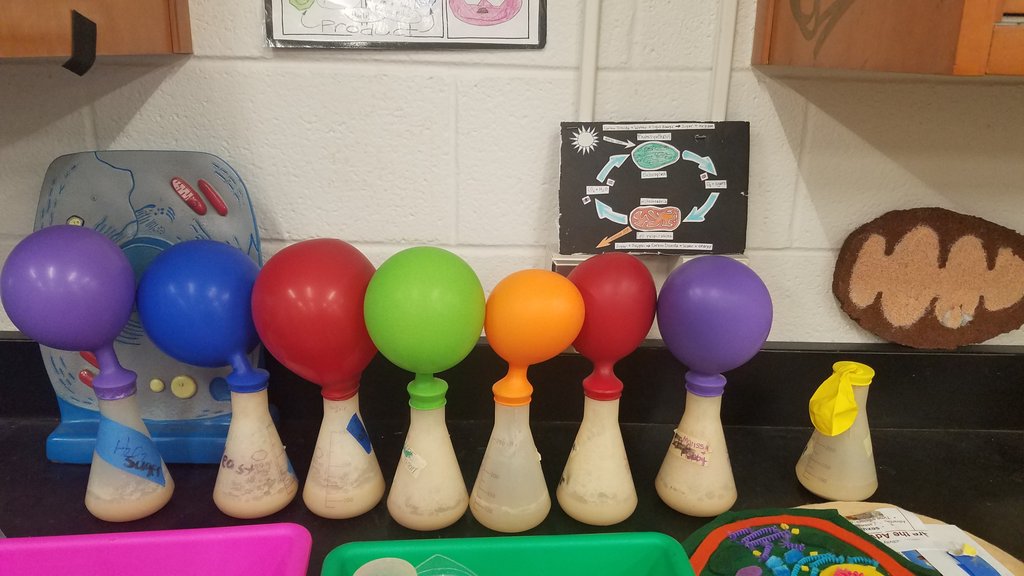 Robyn Allen (@mttaborbiology) on Twitter photo Biology students <a href="/Tabor_City/">Mount Tabor High</a> saw that providing glucose to yeast but removing oxygen causes alcoholic fermentation. Our evidence? Production of carbon dioxide! #spartanstrong #wedosciencewell <a href="/WSFCS_Science/">WS/FCS Science</a> Biology students <a href="/Tabor_City/">Mount Tabor High</a> saw that providing glucose to yeast but removing oxygen causes alcoholic fermentation. Our evidence? Production of carbon dioxide! #spartanstrong #wedosciencewell <a href="/WSFCS_Science/">WS/FCS Science</a>