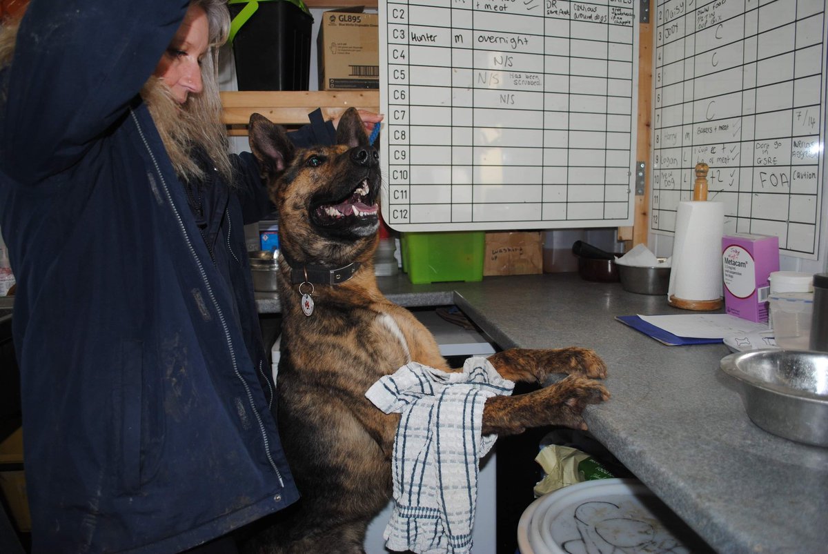 gsrescueelite's tweet photo. 2yr old Max from the #Notts kennels has decided he is making his own dinner from now on as apparently we aren't up to his #MasterChef standards 🙄😂 #MasterChefUK #ChefMax #dogs #germanshepherd https://t.co/3Ex2Zi0mFo