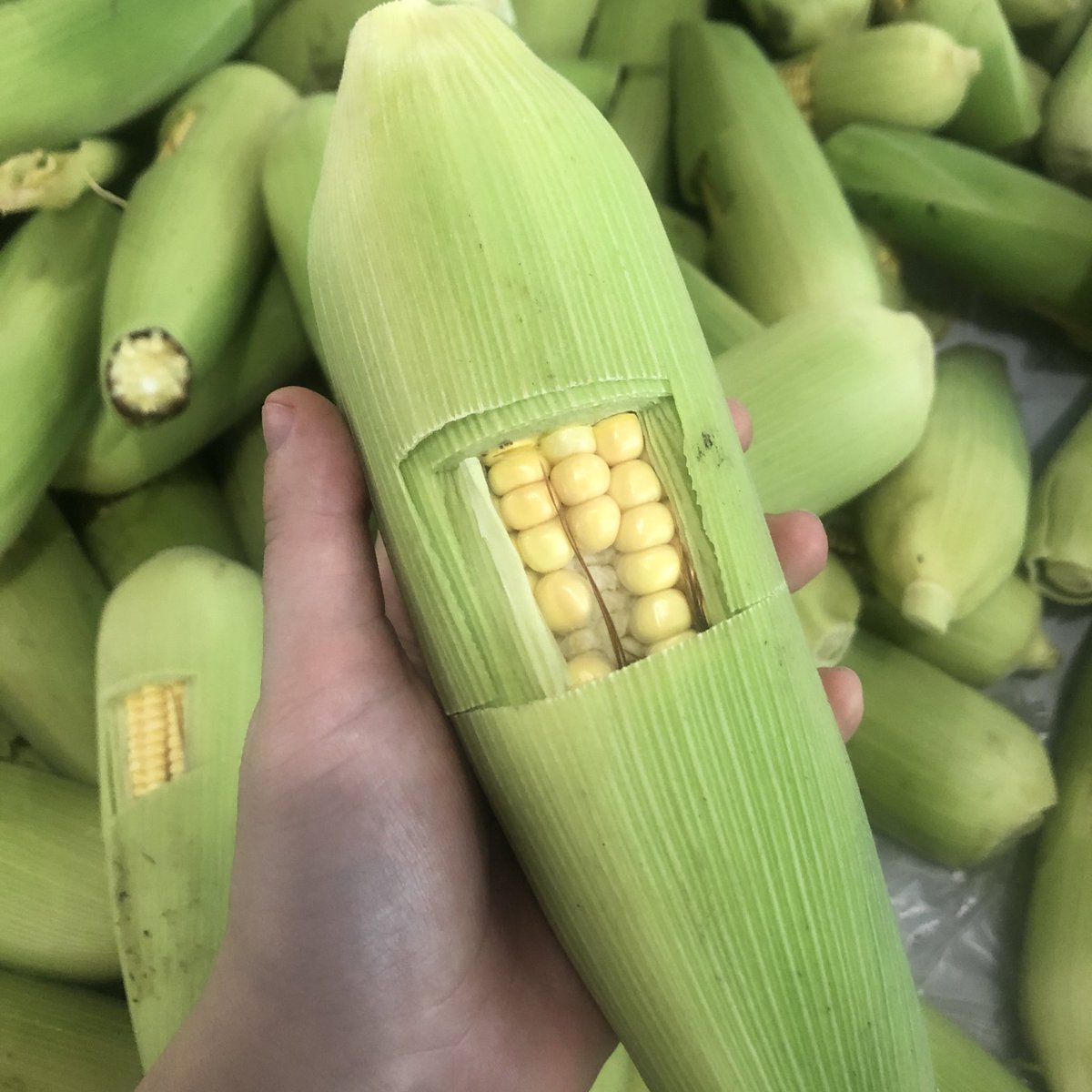 Mais mit Guckloch 🌽👍🏽 #Brasilien #ErlebeEs