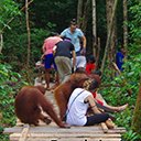 orangutans's tweet photo. If you're interested in wildlife tourism or volunteering involving orangutans, please avoid places like Camp Leakey & the associated Orangutan Care Center & Quarantine which do not comply with international guidelines for great ape tourism.
#TravelResponsibly #PutOrangutansFirst https://t.co/6D24Do0zAk