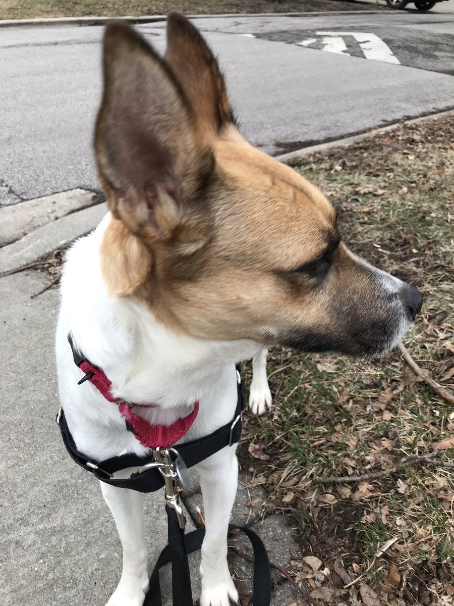 DJKMDiv's tweet photo. Please enjoy the very good dogs I had the pleasure of walking 🐶 🐾 https://t.co/MTVha5lGyS
