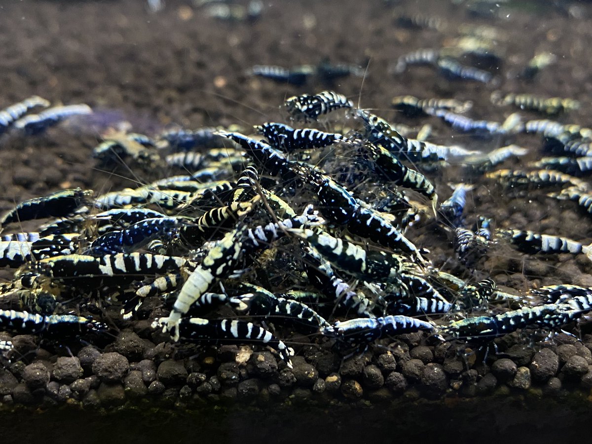 LOWKEYS2006's tweet image. Shrimp Award 2020 マモナク開幕‼️

フォロー&amp;amp;リツイートにご協力頂いた方から1名様にFB20匹セットをプレゼント‼️17日まで
3月18日からヤフオクにて大会予選開催！
昨年度グランドチャンピオン
レッドビー部門
SUPER FARM O2
新種部門
あすなろエビ

誰でも参加出来ます‼️
lowkeys.co.jp/ShrimpAward.ht…