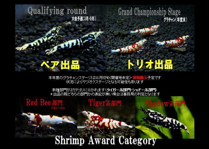 LOWKEYS2006's tweet image. Shrimp Award 2020 マモナク開幕‼️

フォロー&amp;amp;リツイートにご協力頂いた方から1名様にFB20匹セットをプレゼント‼️17日まで
3月18日からヤフオクにて大会予選開催！
昨年度グランドチャンピオン
レッドビー部門
SUPER FARM O2
新種部門
あすなろエビ

誰でも参加出来ます‼️
lowkeys.co.jp/ShrimpAward.ht…