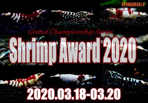 LOWKEYS2006's tweet image. Shrimp Award 2020 マモナク開幕‼️

フォロー&amp;amp;リツイートにご協力頂いた方から1名様にFB20匹セットをプレゼント‼️17日まで
3月18日からヤフオクにて大会予選開催！
昨年度グランドチャンピオン
レッドビー部門
SUPER FARM O2
新種部門
あすなろエビ

誰でも参加出来ます‼️
lowkeys.co.jp/ShrimpAward.ht…