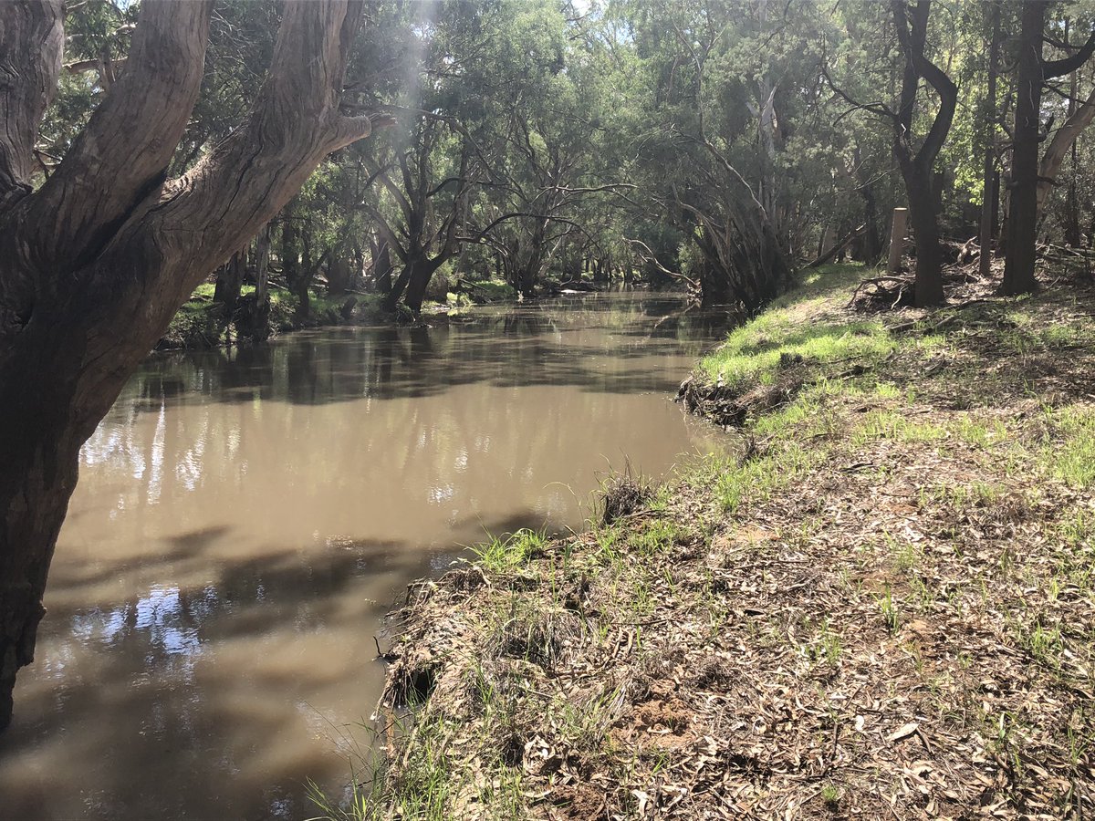 farmboyG's tweet photo. Great to see some water about👍 Mirrool Creek at Ardlethan 😍 #riverina #plant20 #ausag #letsgrowit https://t.co/G0fW8i6t1f