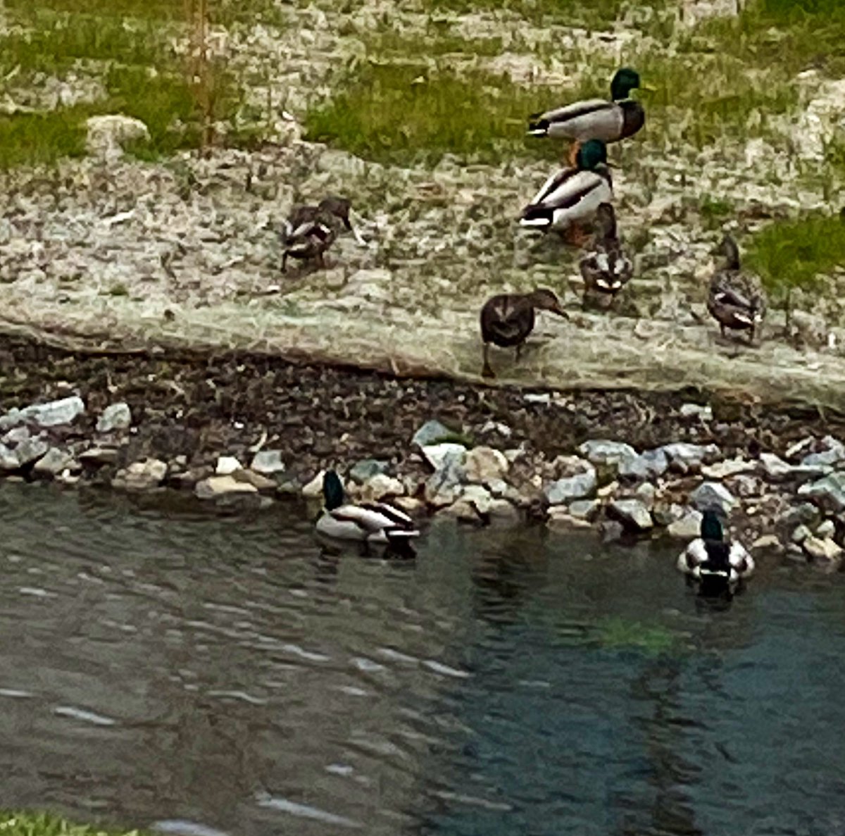 DebLangoneEdu's tweet photo. WI Creek project underway! Science teachers and administrators joined the DEC for a walk along the creek today. Together, we brainstormed educational ideas to engage students and cultivate an appreciation of their local environment. The ducks were happy too! @WestIslipLions https://t.co/AwghPPZROv