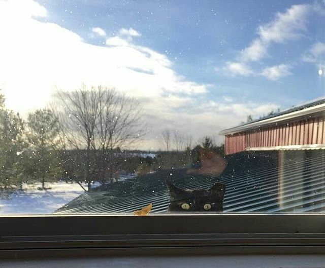 oh, hi there!! its me, meowmeow!!
.
.
#ffarmerffrench 
#cookstowngreens ✌💚😻 ift.tt/39KlAkT