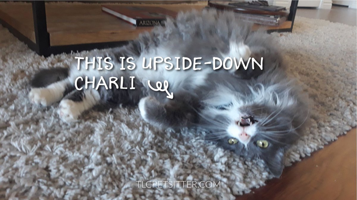 TLCpetsitter's tweet photo. Remember Charli?  This is updside-down Charli 😗 

#catsrule #catsofaz #catsofarizona #welovecats #petsitterlife #catmom #chillaxin https://t.co/vXf15c4SGl