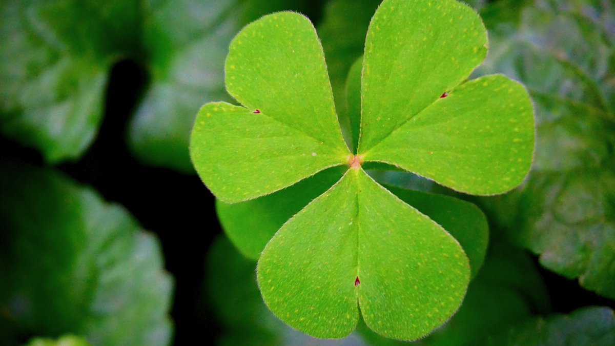 ResInnBaltimore's tweet photo. Get into the #stpatricksday mood early with @Celtic_Woman #CelebrationTour, 3/14  at the Hippodrome Theatre. https://t.co/JjhydgqWis https://t.co/LMjTeqYGmV