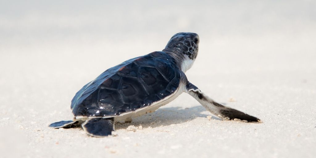 The month of #March means that #seaturtle nesting season has arrived! Check out a behind-the-scenes account of these amazing aquatic creatures' journeys courtesy of <a href="/visitlauderdale/">Visit Lauderdale</a>! bit.ly/3akzmdN #FortLauderdale