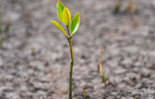 ParcelMonkeyUSA's tweet photo. We joined @OffsetEarth last month and so far, #ParcelMonkey has helped plant 475 trees in #Madagascar! ๐ฑ You can find out about the Eden Reforestation Projects in Madagascar here https://t.co/PbNqV0BMu2 #environment #climateaction #carbonfootprint https://t.co/OnUTo3s5sS