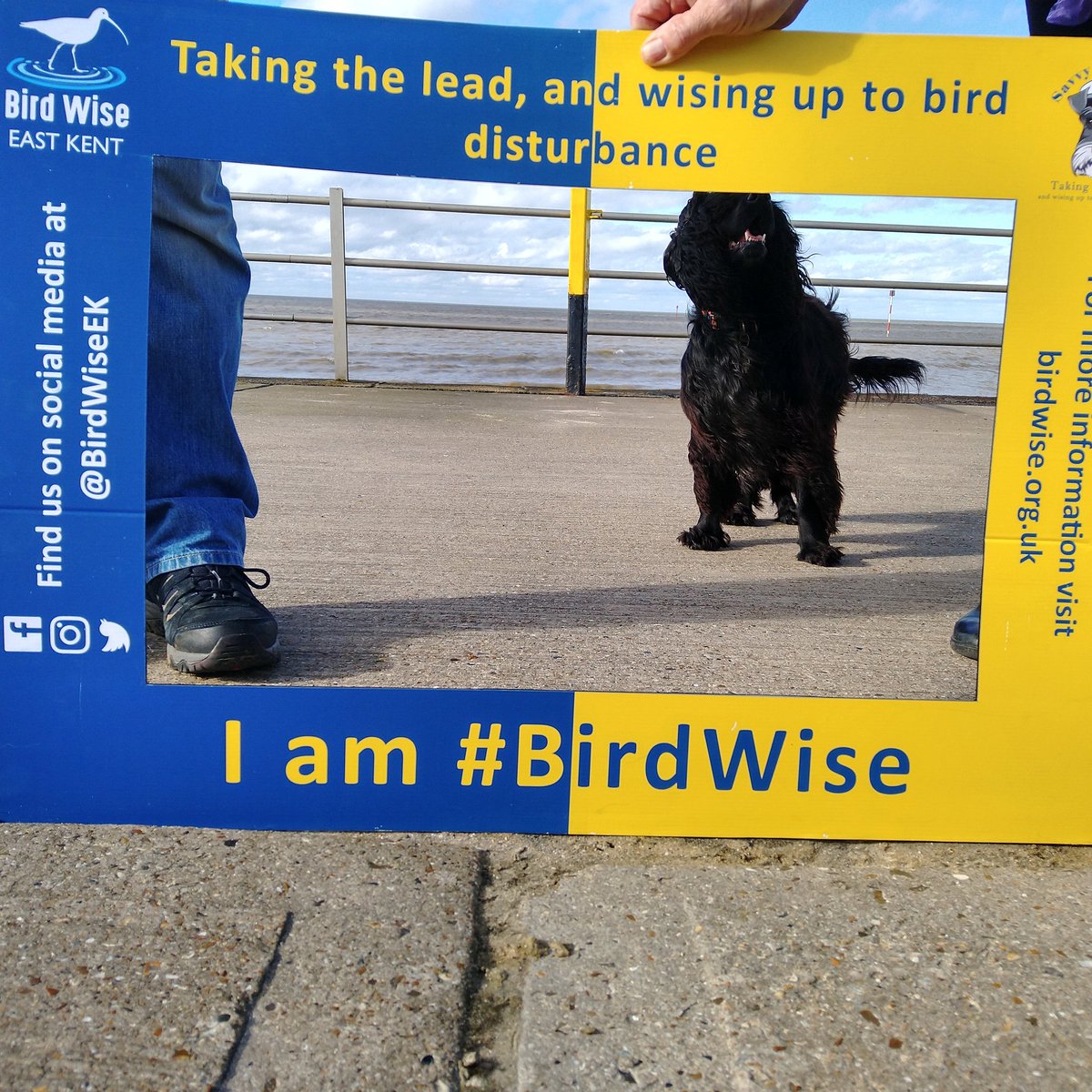 BirdWiseEK's tweet photo. Pit Stop 4 complete at Minnis Bay. Great to meet some of the volunteers from #guardiansofthedeep @ThanetCoastProj and 27 #BirdWise @SavvySeaDogs today https://t.co/hRmSLiLZJj