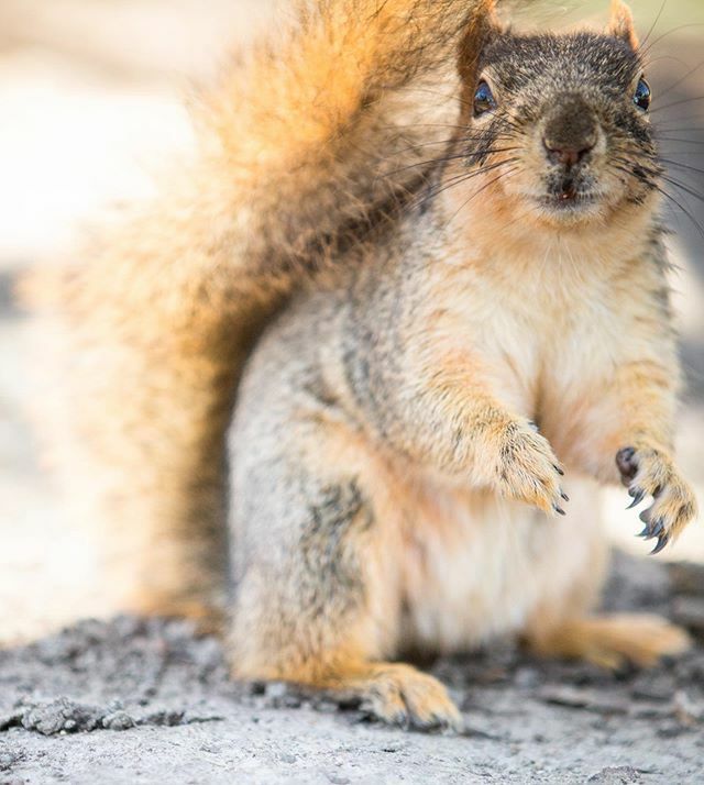 helladamnsqrrls's tweet photo. Toadstool still needs to practice his face-washing technique, but he’s been very on top of paw-washing for the past two weeks. .
.
.
.
.
.
.
.
#squirrel #squirrels #rodent #rodentia #scuridae #oakland #lakemerritt #hella #hellabay #eastbay #helladamnsqui… https://t.co/PzKZ1L1oyS https://t.co/UO47rUkrBv