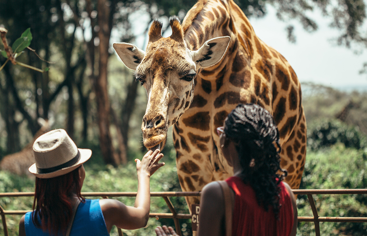 Offering flights and hotels to Nairobi in Kenya and vice versa from London, Travel Trolley is one of the most trusted travel advisors you can wish to have! Enquire today to find more- bit.ly/35KYVTz