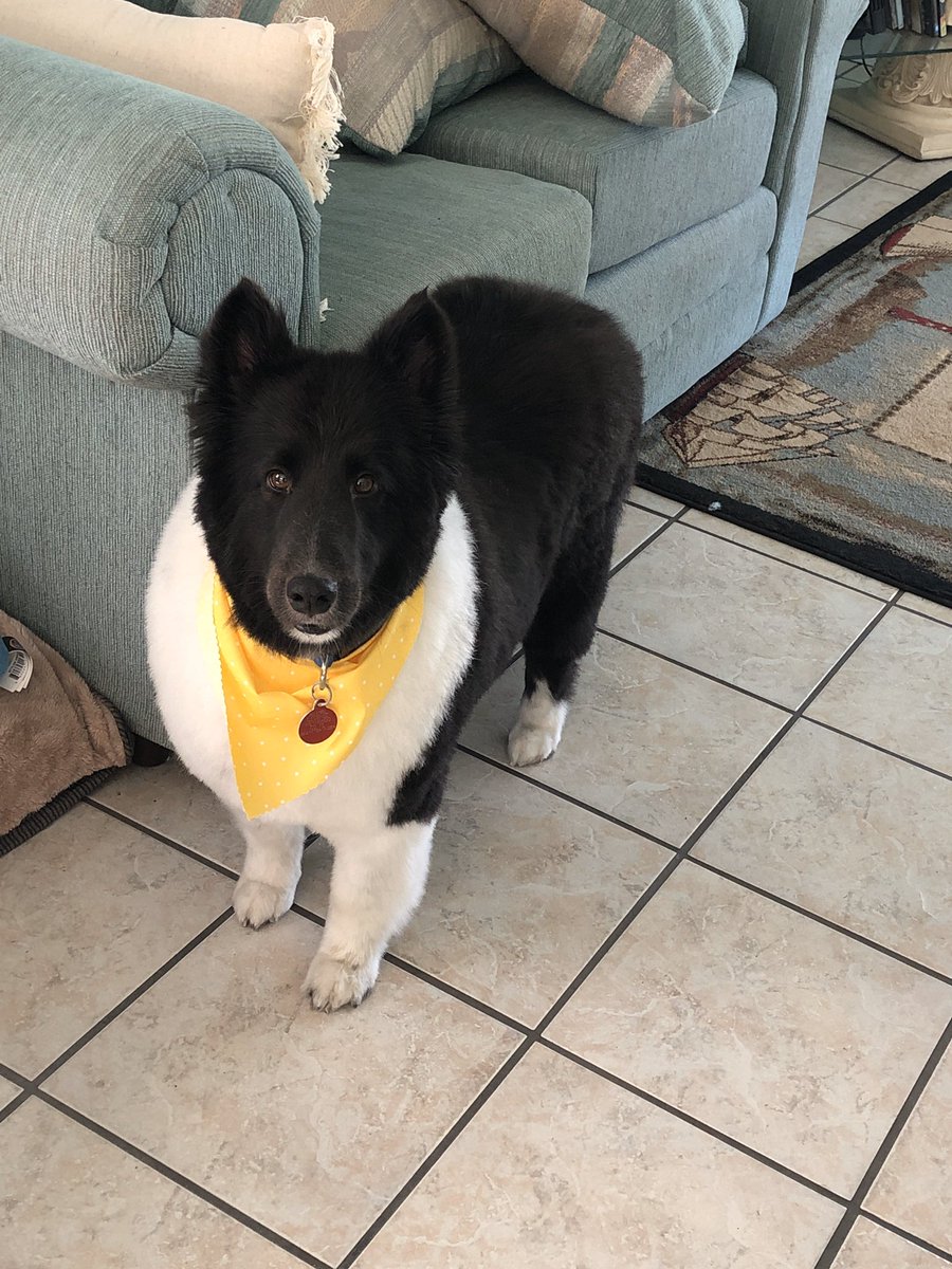 Roman got a trim today. Still wants the AC.