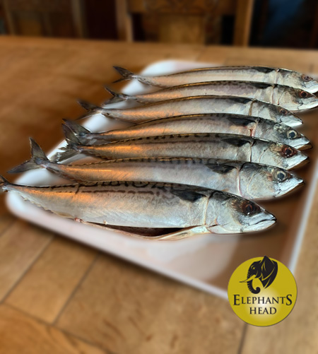 Elephant's Head Pub tweet media