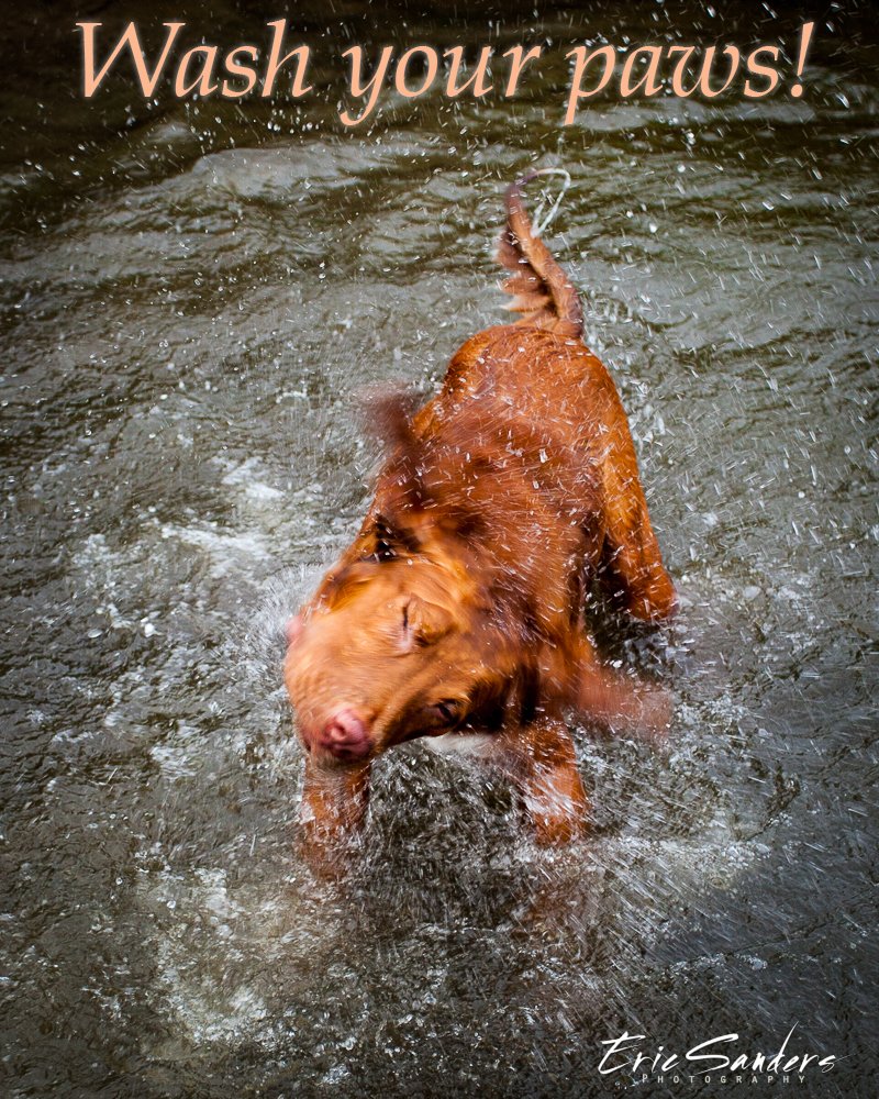 ericsandersnola's tweet photo. Wash your paws! (Or your hands, for you humans out there)
#virus #covid_19 #pets #petlovers #petlover #showmeyournola #nolalife #nolapets #dogsofinstagram #washyourhands #shakeitoff #reddogs #bestdogever #bestdog #doglife #doglove #dogoftheweek #wgno #wdsu #beon4 #nolanewsgram https://t.co/faeXVEB0LA
