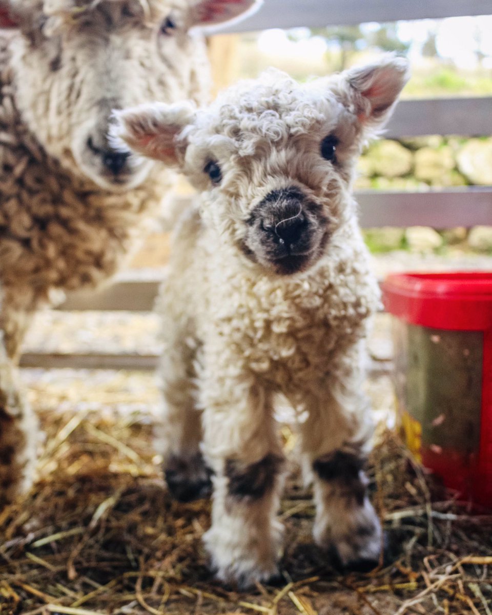 dailysheep1's tweet photo. Having a bad day? This adorable photo @DartmoorShep should help. https://t.co/3zZsnVVXlS
