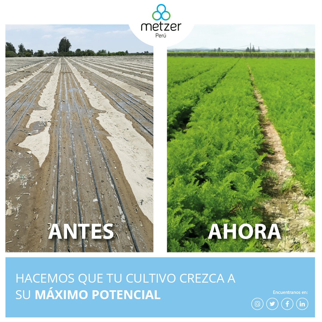 MetzerPeru's tweet photo. ✅✅Son los resultados del buen desempeño de nuestros goteros en uniformidad y calidad de nuestra manguera.
#metzer #metzerperu #riego #goteo #riegotecnificado #antesyahora #soluciones💯🌱 https://t.co/6QQaJJrtZY