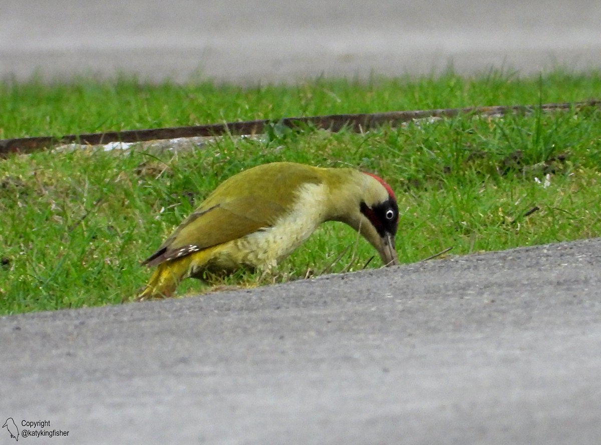 KatyKingfisher's tweet image. Green Woodpecker seen at Roding Valley Meadows today @EssexWildlife