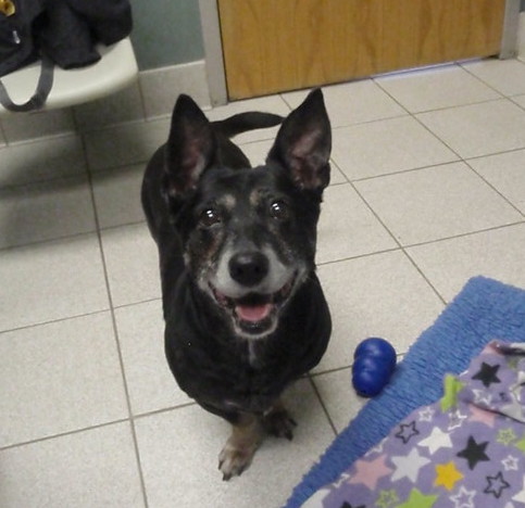 AHNApets's tweet photo. Heidi is a wonderful Corgi Jack Russell Terrier mix. We love her smile!

#AVLpets #dogsoftwitter #Terriers https://t.co/SjBjhJ9Y9K