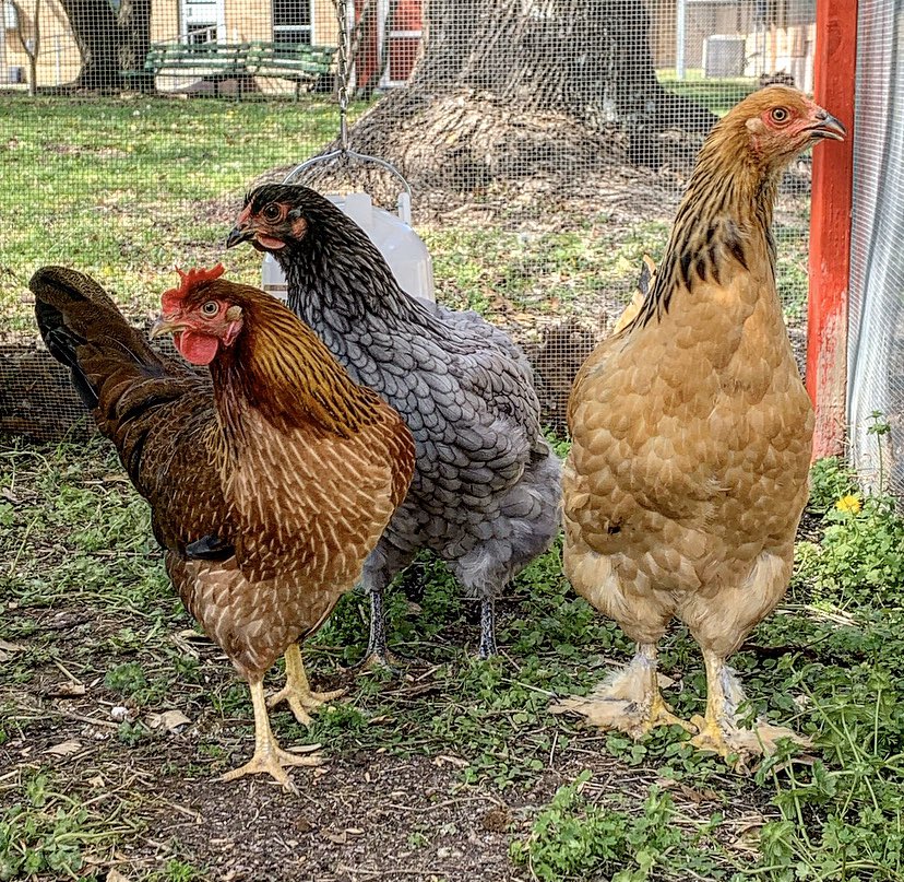 DocGRodriguez's tweet photo. Got to hang with @CHDerrington and her ladies at @nherisd today. #chickenschool #chicken #henden #RISDgreatness #farmschool #learningoutside https://t.co/uCA7I6aREA