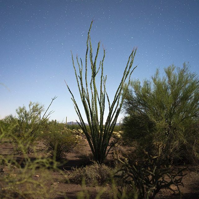 TheLightFactory's tweet image. We’re seeing ⭐️ !
.
Dustin Shores’ “The Blue-Gray” series includes this image that is a part of our Print Madness sale. The work in this series was made in and en route to seven different locations in and near Sonoran Desert, which is divided by the US/M… ift.tt/2xnk9KG