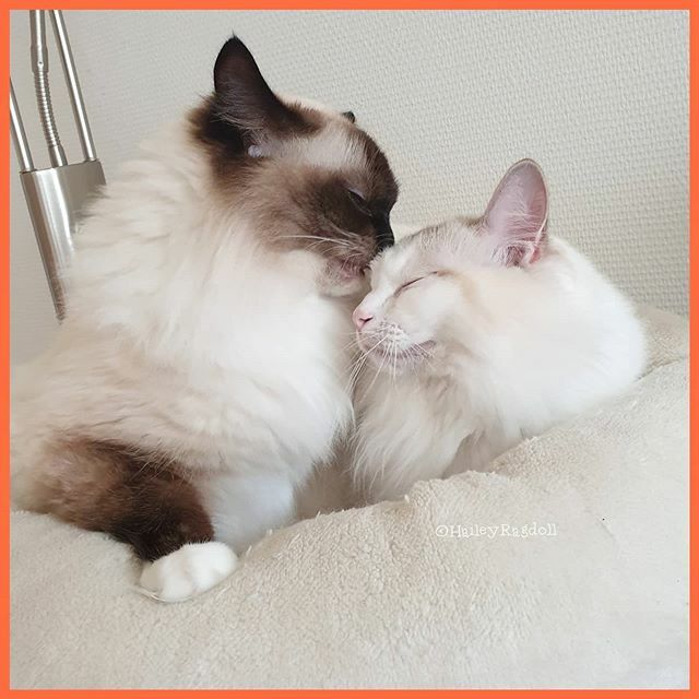 HaileyRagdoll's tweet photo. Love her💖 I told her not to stick her tongue out behind me. She promised not to do it again. I love my little sister so much😻 .

#tellingithowitis #whisperingcat #whispering #fluisteren #liefdevol #promiss #catsissue #loveiswhatmatters #beloven #catl… https://t.co/OTfAcYniPK https://t.co/JgHFql7ZbN