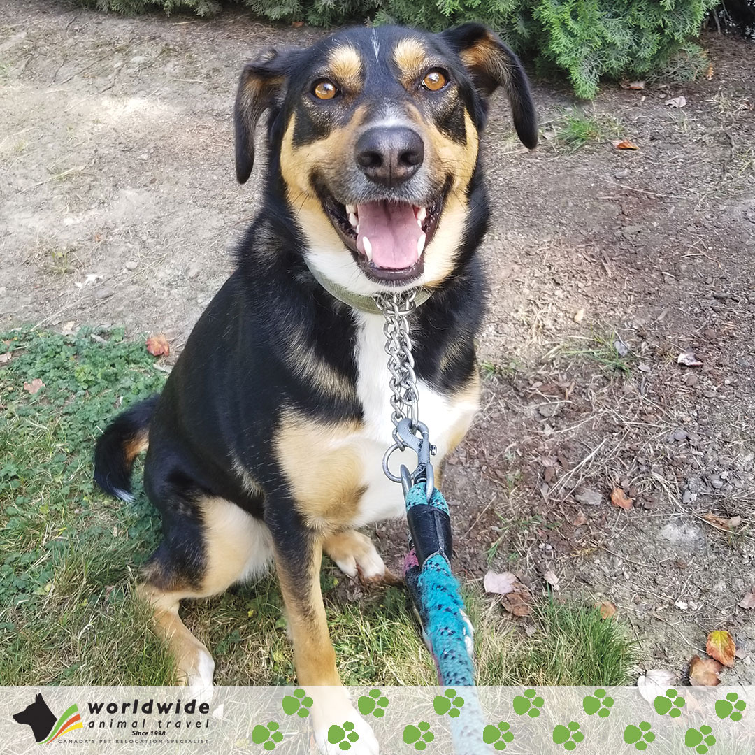 WWanimaltravel's tweet photo. This is Frog! She flew from #Auckland #NewZealand to #Vancouver #Canada on August 13, 2019!
.
.
.
#dog #travel #animal #animals #animaltravel #animalrelocation #petrelocation #pettravel #relocation #pets #dogs https://t.co/YI11PFW5Lj
