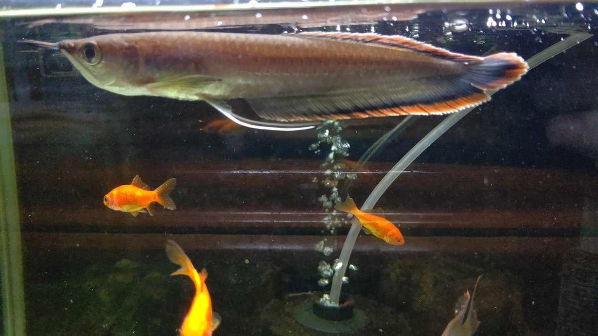 gonzo0318's tweet photo. @aquarium_shmk06 ブラックアロワナベビーは食べました😋
#WILDWORM
#ブラックアロワナベビー https://t.co/XjZu4Mp5z3