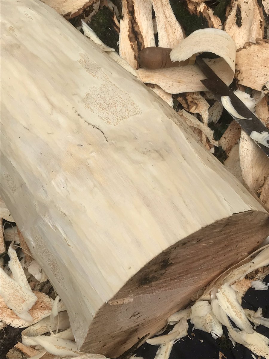 AxomanDesign's tweet photo. Drawknife peeling the ash log tables.
#logtable #drawknife #solidash #solidwood https://t.co/drMj8E4rSY