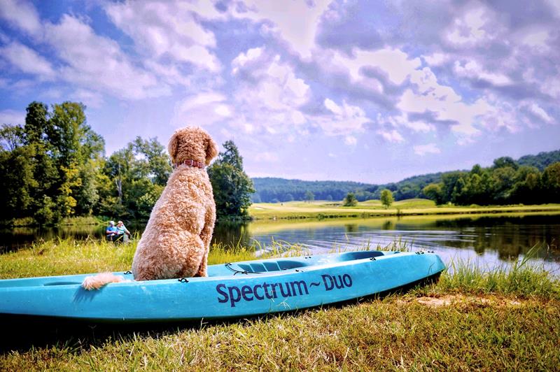 Indythedoodle's tweet photo. I’m a finalist in Barnsley Resort’s Story Contest. Help me rally votes: https://t.co/bEV134ZhZ4 @BarnsleyResort https://t.co/4lWSwnW0s5
